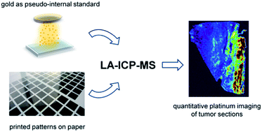 Graphical abstract: Quantitative LA-ICP-MS imaging of platinum in chemotherapy treated human malignant pleural mesothelioma samples using printed patterns as standard