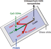 Graphical abstract: Microfluidic generation of chitosan/CpG oligodeoxynucleotide nanoparticles with enhanced cellular uptake and immunostimulatory properties