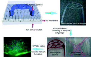 Graphical abstract: Engineering interconnected 3D vascular networks in hydrogels using molded sodium alginate lattice as the sacrificial template