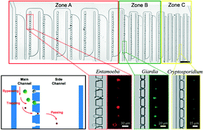 Graphical abstract: A high-efficiency microfluidic device for size-selective trapping and sorting