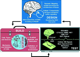 Graphical abstract: Approaching the in vitro clinical trial: engineering organs on chips