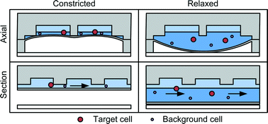 Graphical abstract: Clog-free cell filtration using resettable cell traps
