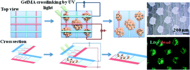 Graphical abstract: Rapid and high-throughput formation of 3D embryoid bodies in hydrogels using the dielectrophoresis technique