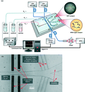 Graphical abstract: A continuous-flow C. elegans sorting system with integrated optical fiber detection and laminar flow switching