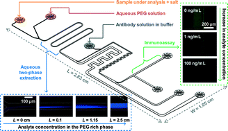 Graphical abstract: On-chip sample preparation and analyte quantification using a microfluidic aqueous two-phase extraction coupled with an immunoassay