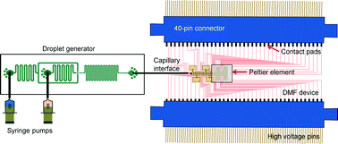 Graphical abstract: A droplet-to-digital (D2D) microfluidic device for single cell assays