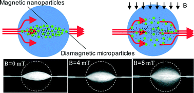 Graphical abstract: Magnetophoresis of diamagnetic microparticles in a weak magnetic field