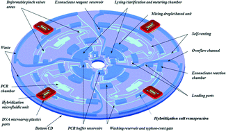 Graphical abstract: From cellular lysis to microarray detection, an integrated thermoplastic elastomer (TPE) point of care Lab on a Disc