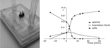 Graphical abstract: A microfluidic device for real-time monitoring of Bacillus subtilis bacterial spores during germination based on non-specific physicochemical interactions on the nanoscale level