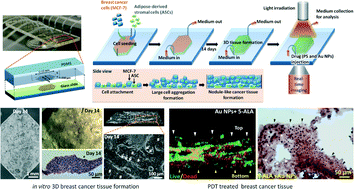 Graphical abstract: Evaluation of photodynamic therapy efficiency using an in vitro three-dimensional microfluidic breast cancer tissue model