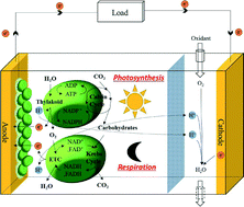 Graphical abstract: A micro-sized bio-solar cell for self-sustaining power generation