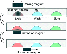 Graphical abstract: Parallel RNA extraction using magnetic beads and a droplet array