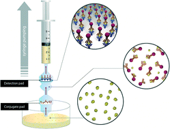 Graphical abstract: Lab-in-a-syringe using gold nanoparticles for rapid immunosensing of protein biomarkers