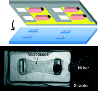 Graphical abstract: A microfabricated magnetic actuation device for mechanical conditioning of arrays of 3D microtissues