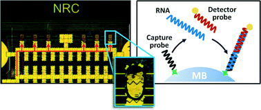 Graphical abstract: Rapid and multiplex detection of Legionella's RNA using digital microfluidics
