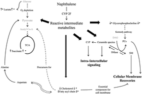 Graphical abstract: NMR- and MS-based metabolomics: various organ responses following naphthalene intervention