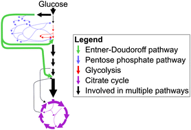Graphical abstract: Metabolic flux pattern of glucose utilization by Xanthomonas campestris pv. campestris: prevalent role of the Entner–Doudoroff pathway and minor fluxes through the pentose phosphate pathway and glycolysis