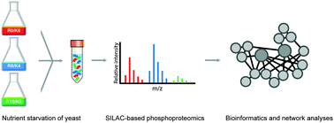 Graphical abstract: Quantitative proteomics identifies unanticipated regulators of nitrogen- and glucose starvation