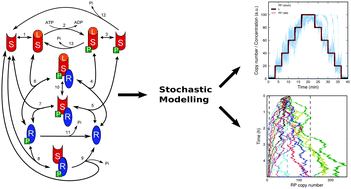 Graphical abstract: Stochastic simulation of prokaryotic two-component signalling indicates stochasticity-induced active-state locking and growth-rate dependent bistability