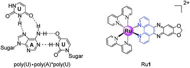 Graphical abstract: Effect of a Ru(ii) polypyridyl complex [Ru(bpy)2(mdpz)]2+ on the stabilization of the RNA triplex poly(U)·poly(A)*poly(U)