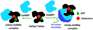 Graphical abstract: Dynamics of Gal80p in the Gal80p–Gal3p complex differ significantly from the dynamics in the Gal80p–Gal1p complex: implications for the higher specificity of Gal3p