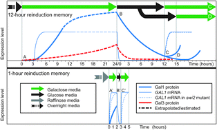 Graphical abstract: The yeast galactose network as a quantitative model for cellular memory