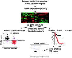 Graphical abstract: A 20-gene signature in predicting the chemoresistance of breast cancer to taxane-based chemotherapy