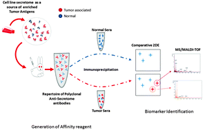 Graphical abstract: Affinity proteomics led identification of vimentin as a potential biomarker in colon cancers: insights from serological screening and computational modelling