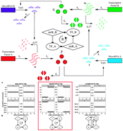 Graphical abstract: Investigating the functional implications of reinforcing feedback loops in transcriptional regulatory networks