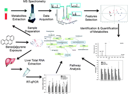 Graphical abstract: Serum metabolomics analysis reveals impaired lipid metabolism in rats after oral exposure to benzo(a)pyrene