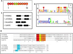Graphical abstract: Identification and molecular structure analysis of a new noncoding RNA, a sbRNA homolog, in the silkworm Bombyx mori genome