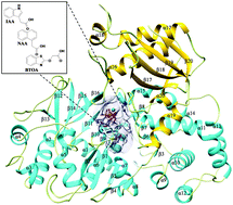 Graphical abstract: Structural and dynamic basis of acid amido synthetase GH3.1: an investigation of substrate selectivity and major active site access channels