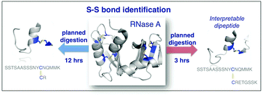 Graphical abstract: Characterization of disulfide bonds by planned digestion and tandem mass spectrometry