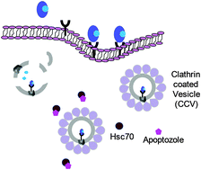 Graphical abstract: Probing the effect of an inhibitor of an ATPase domain of Hsc70 on clathrin-mediated endocytosis