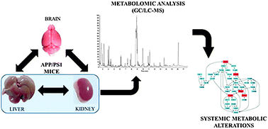 Graphical abstract: Metabolomic investigation of systemic manifestations associated with Alzheimer's disease in the APP/PS1 transgenic mouse model