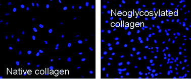 Graphical abstract: Response of osteoblast-like MG63 on neoglycosylated collagen matrices