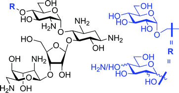 Graphical abstract: Synthesis, antiribosomal and antibacterial activity of 4′-O-glycopyranosyl paromomycin aminoglycoside antibiotics