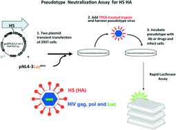 Graphical abstract: Inhibition of influenza H5N1 invasion by modified heparin derivatives