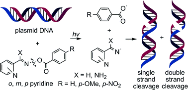 Graphical abstract: O-Benzoyl pyridine aldoxime and amidoxime derivatives: novel efficient DNA photo-cleavage agents