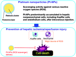 Graphical abstract: Pharmacokinetics and preventive effects of platinum nanoparticles as reactive oxygen species scavengers on hepatic ischemia/reperfusion injury in mice