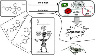 Graphical abstract: Detailed analysis of pro-apoptotic signaling and metabolic adaptation triggered by a N-heterocyclic carbene–gold(i) complex