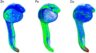 Graphical abstract: 3D imaging of transition metals in the zebrafish embryo by X-ray fluorescence microtomography
