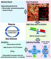 Graphical abstract: Iron uptake and ferrokinetics in healthy male subjects of an iron-based oral phosphate binder (SBR759) labeled with the stable isotope 58Fe