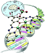 Graphical abstract: Highly cytotoxic DNA-interacting copper(ii) coordination compounds
