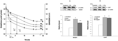 Graphical abstract: Brain antioxidant responses to acute iron and copper intoxications in rats