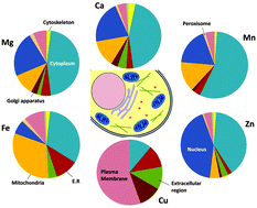 Graphical abstract: Bioinformatics survey of the metal usage by psychrophilic yeast Glaciozyma antarctica PI12