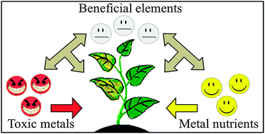 Graphical abstract: Nutrient metal elements in plants
