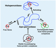 Graphical abstract: ApoHRP-based assay to measure intracellular regulatory heme