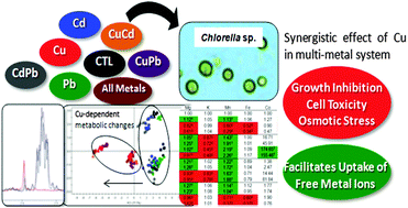 Graphical abstract: Metallomics and NMR-based metabolomics of Chlorella sp. reveal the synergistic role of copper and cadmium in multi-metal toxicity and oxidative stress