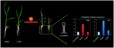 Graphical abstract: Differential expression of microRNAs by arsenate and arsenite stress in natural accessions of rice